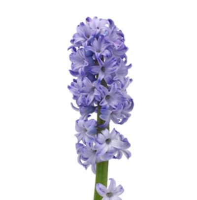 風信子原精 (Hyacinth Absolute Oil ) 5ml
